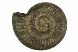 Fossil Ammonite (Ceratites) - Nevada #104574-1